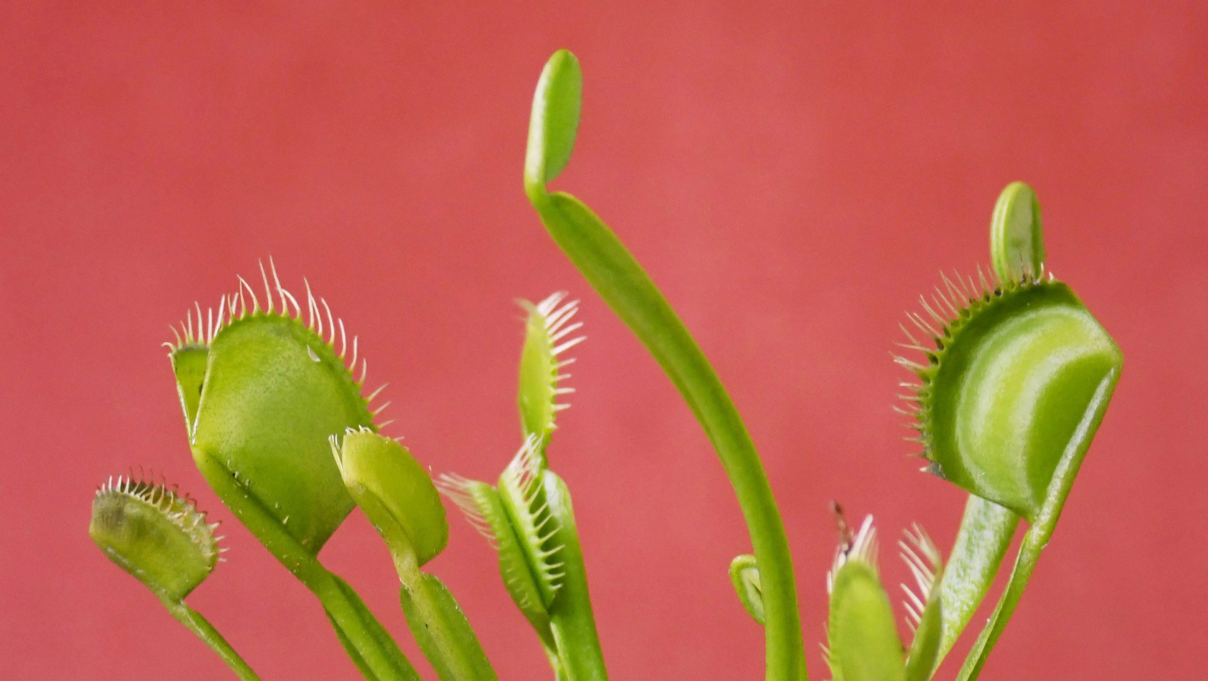 Venus flytraps, fitting the "trap" in this post's title.